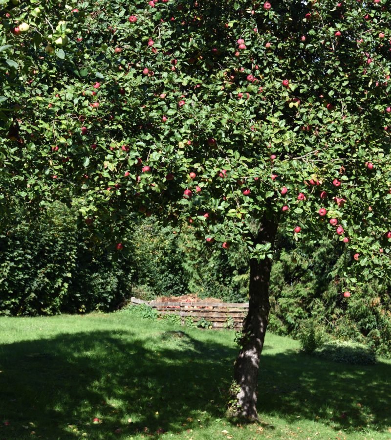 Obstbaumschnitt Baumpflege Gelsenkirchen
